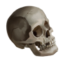 hunting_headbone.png